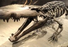 Cientistas descobrem detalhes de réptil pré-histórico gigante