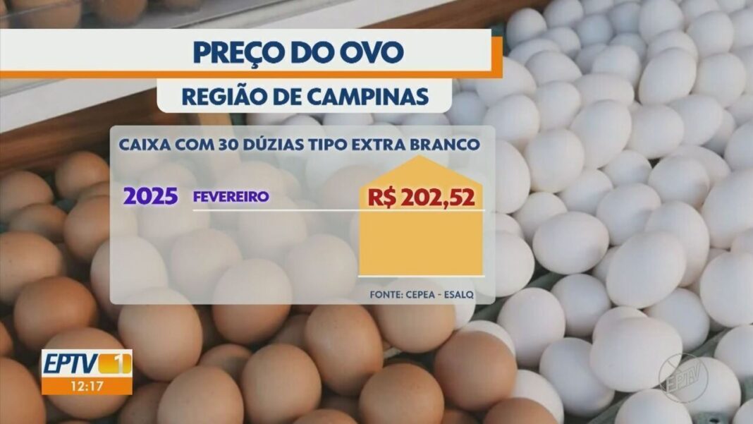 Gripe aviária nos EUA reflete aumento de quase 100% nas exportações brasileiras de ovos mesmo com tarifaço, aponta USP | Piracicaba e Região
