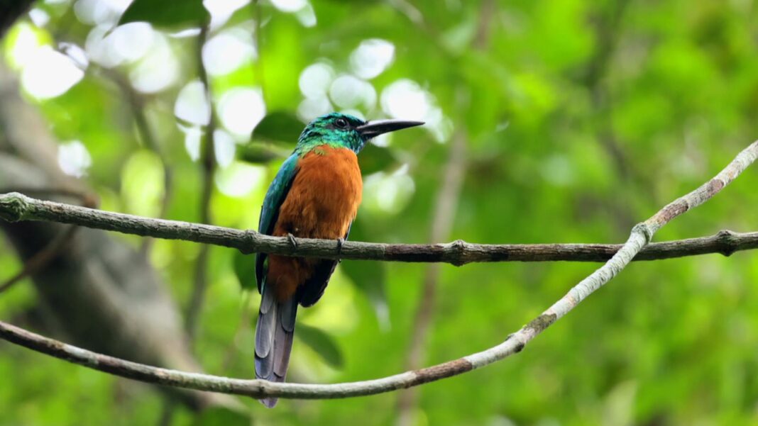 Jacamaraçu é ariramba dificilmente vista na Amazônia | Terra da Gente
