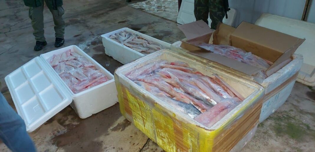 Mais de 400 quilos de pescado são apreendidos durante ação do Ibama no Amapá; veja balanço

