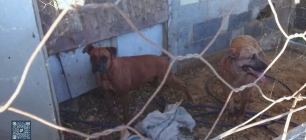 Novo ataque de cães mata sete carneiros e deixa outros quatro animais gravemente feridos em Divinópolis

