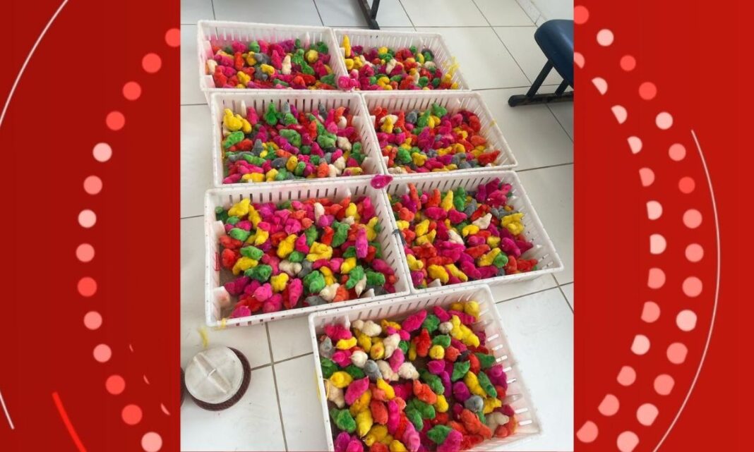 Operação apreende 950 pintinhos coloridos na Bahia
