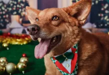 Saiba como funciona o SinPatinhas, novo RG Animal para cães e gatos