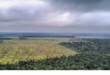 Amazônia E Cerrado Registram Menor área Desmatada De Suas Séries Históricas