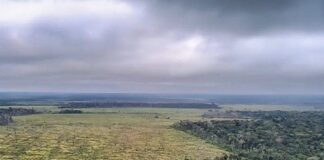 Amazônia E Cerrado Registram Menor área Desmatada De Suas Séries Históricas