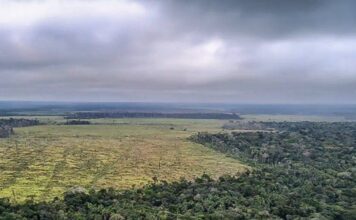 Amazônia E Cerrado Registram Menor área Desmatada De Suas Séries Históricas