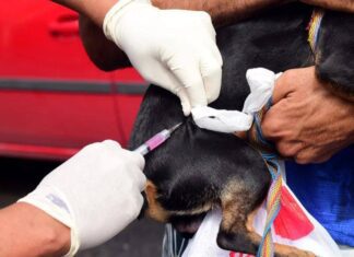 Prefeitura De Salvador Reforça Vacinação Antirrábica Itinerante; Veja Os Próximos Bairros Contemplados