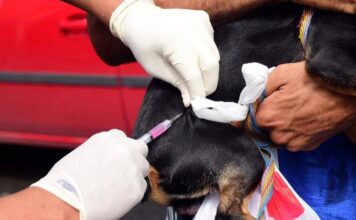 Prefeitura De Salvador Reforça Vacinação Antirrábica Itinerante; Veja Os Próximos Bairros Contemplados