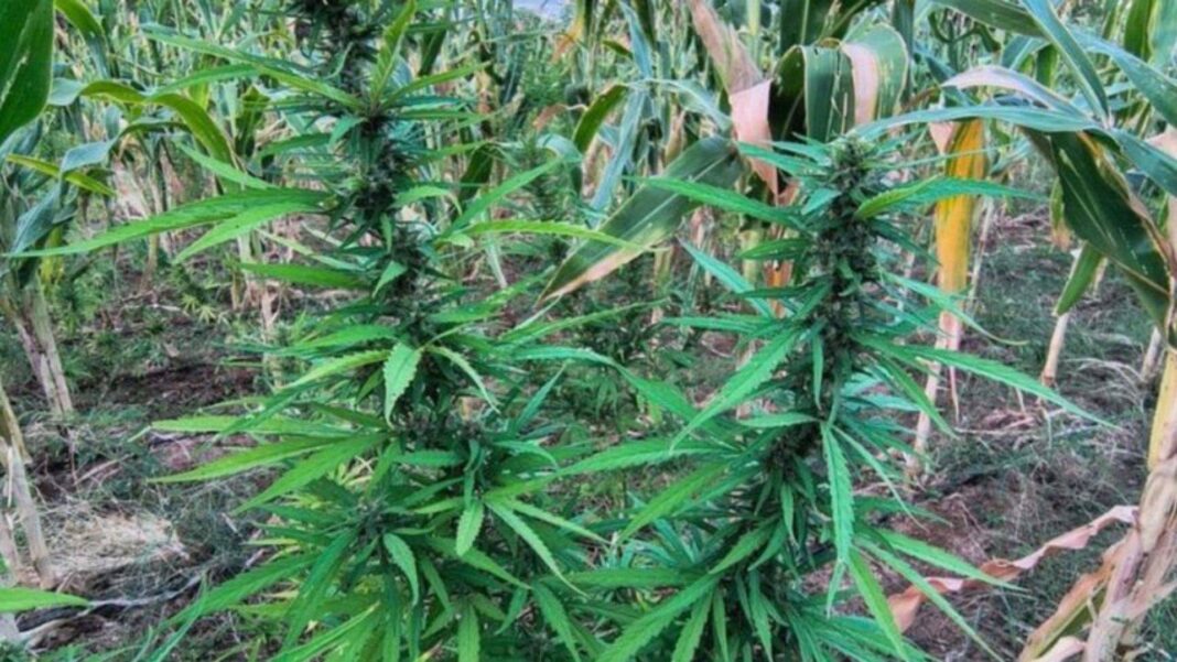 Polícia Militar Destrói Cerca De 22 Mil Pés De Maconha Em Operação No Norte Da Bahia