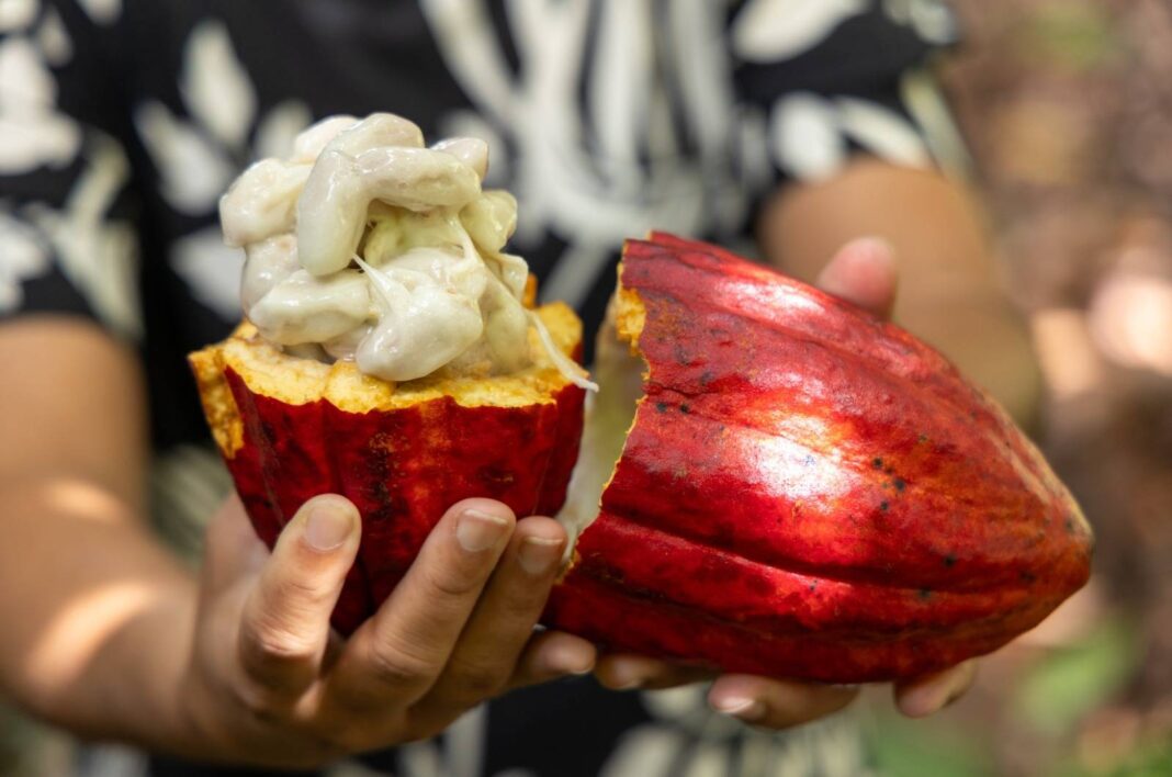 Bahia Suspende Importação De Cacau Estrangeiro; Entenda O Motivo