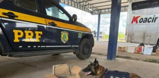 PRF Apreende Mais De 1 Kg De Maconha E Mercadorias Sem Nota Fiscal Em ônibus Na Bahia