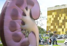 Dia Mundial do Rim: doenças renais são silenciosas e exigem atenção