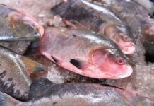 Projeto Vai Distribuir Mais De 15 Toneladas De Peixe Para Famílias Em Situação De Vulnerabilidade Projeto Vai Distribuir Mais De 15 Toneladas De Peixe Para Famílias Em Situação De Vulnerabilidade