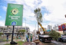 Salvador Ganha Reconhecimento Internacional E Se Torna Referência Em Arborização Salvador Ganha Reconhecimento Internacional E Se Torna Referência Em Arborização