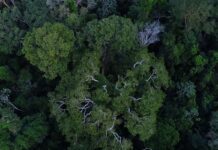 Previdência e BNDES querem incluir ESG na gestão de fundos de pensão