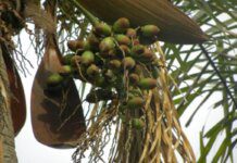 Fruta pouco conhecida é rica em nutrientes e ajuda no controle de peso