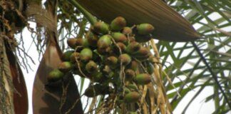 Fruta pouco conhecida é rica em nutrientes e ajuda no controle de peso