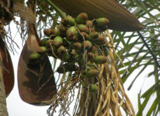 Fruta pouco conhecida é rica em nutrientes e ajuda no controle de peso