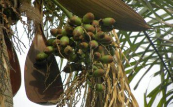 Fruta pouco conhecida é rica em nutrientes e ajuda no controle de peso