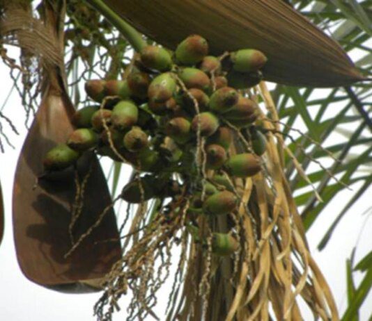 Fruta pouco conhecida é rica em nutrientes e ajuda no controle de peso