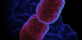 Hospital em Campinas restringe atendimento para conter superbactéria