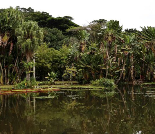 Viva Maria discute o papel do jornalismo na preservação ambiental