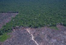 Desmatamento na Amazônia cai 17% no primeiro trimestre de 2026