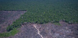 Desmatamento na Amazônia cai 17% no primeiro trimestre de 2026