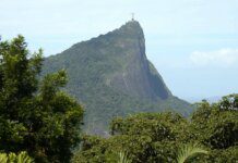 Estudo mostra o impacto das jaqueiras na Mata Atlântica