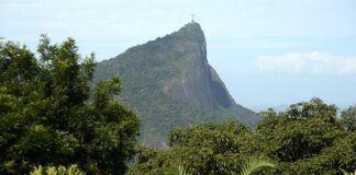 Estudo mostra o impacto das jaqueiras na Mata Atlântica