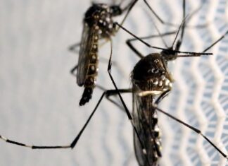 Aedes aegypti: quase metade dos municípios está em alerta ou risco