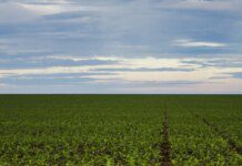 Fazenda estuda Fundo Garantidor para dívidas rurais
