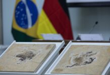 Brasil quer recuperar dinossauros e patrimônios espalhados por 14 país Brasil quer recuperar dinossauros e patrimônios espalhados por 14 país