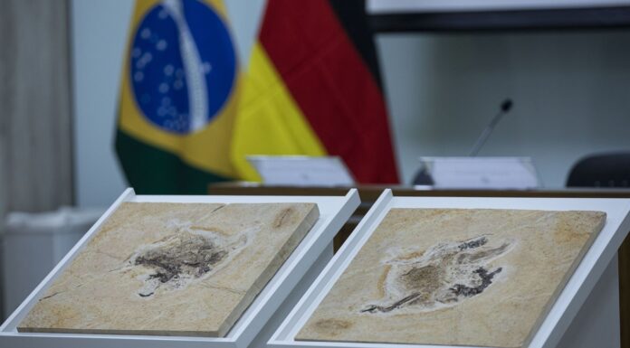 Brasil quer recuperar dinossauros e patrimônios espalhados por 14 país Brasil quer recuperar dinossauros e patrimônios espalhados por 14 país