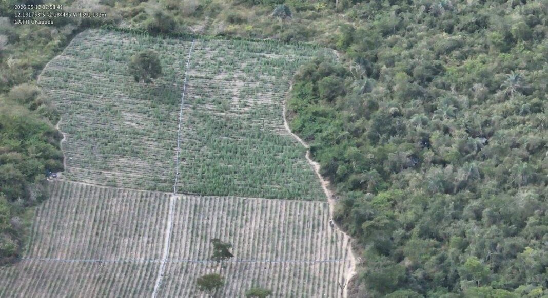 Operação Erradica 200 Mil Pés De Maconha No Interior Da Bahia