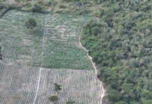 Operação Erradica 200 Mil Pés De Maconha No Interior Da Bahia Operação Erradica 200 Mil Pés De Maconha No Interior Da Bahia