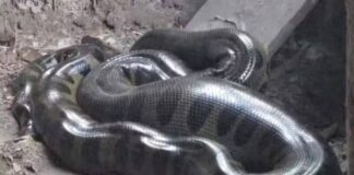 Sucuri De Mais De Dois Metros é Resgatada Em Galinheiro De Casa Em Lauro De Freitas Sucuri De Mais De Dois Metros é Resgatada Em Galinheiro De Casa Em Lauro De Freitas