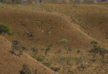 MapBiomas: fragmentação de áreas naturais triplicou em 40 anos no país