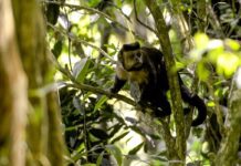 Em SP, povos e comunidades lançam aliança em Defesa da Mata Atlântica