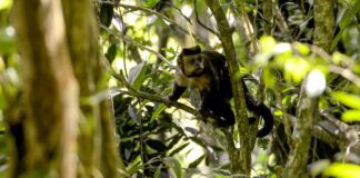 Em SP, povos e comunidades lançam aliança em Defesa da Mata Atlântica