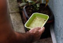 El Niño pode aumentar casos de chikungunya e dengue no Brasil