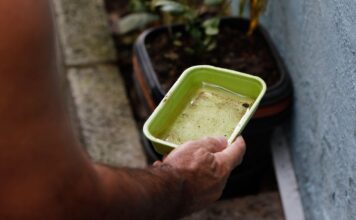 El Niño pode aumentar casos de chikungunya e dengue no Brasil