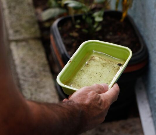 El Niño pode aumentar casos de chikungunya e dengue no Brasil
