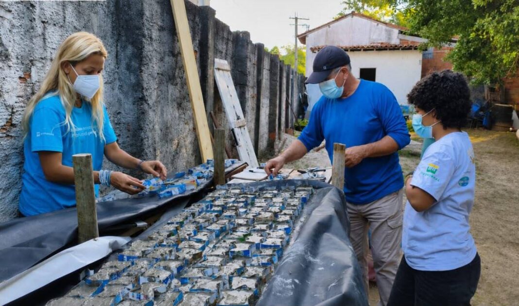 Produção De Sementeiras Impulsiona Restauração De Corais Na Baía De Todos-os-Santos
