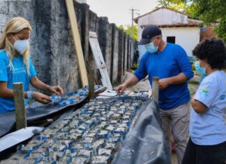 Produção De Sementeiras Impulsiona Restauração De Corais Na Baía De Todos-os-Santos Produção De Sementeiras Impulsiona Restauração De Corais Na Baía De Todos-os-Santos