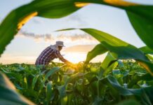 MP de dívida rural foca em perdas climáticas, diz Durigan