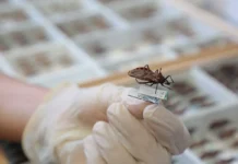 Brasil Ganha Nova Opção De Tratamento Contra Doença De Chagas Infantil
