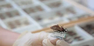 Brasil Ganha Nova Opção De Tratamento Contra Doença De Chagas Infantil