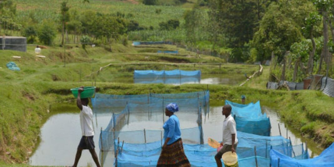 fao-fishing-tilapia1.jpg