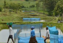 Estudo alerta para avanço de bactéria em criações de peixes
